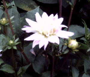 dahlia.jpg