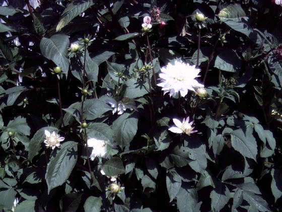 dahlias.jpg