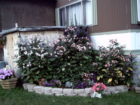 garden2005.jpg