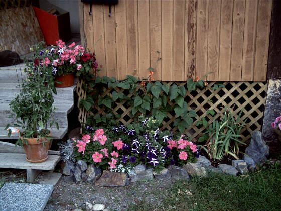 garden20051.jpg