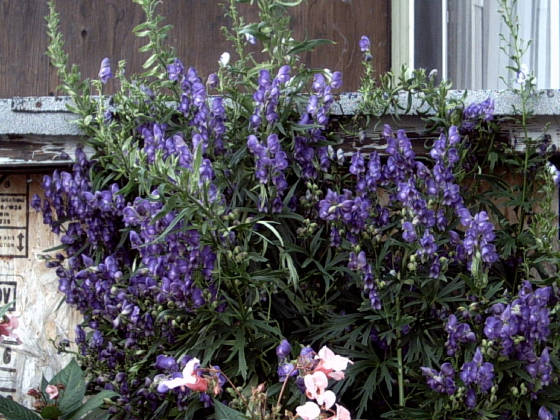 monkshood.jpg