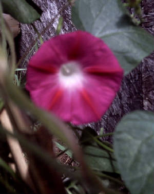 morningglory.jpg