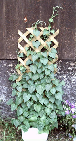 morningglorypot.jpg