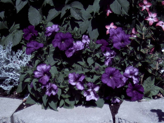 purplepetunia.jpg