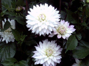 threedahlias2.jpg
