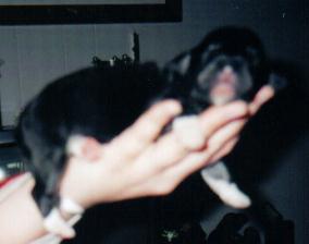 apuppy.jpg