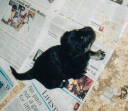 lilpooch.jpg