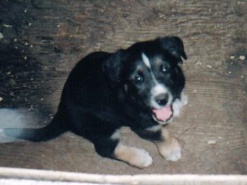 puppy.jpg