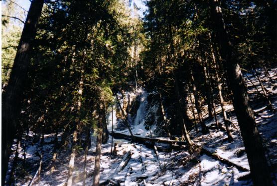 rocksandtrees.jpg