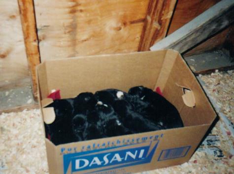 waterdogs.jpg